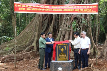 Lễ công bố cây Di sản Việt Nam với Quần thể 36 cây Săng lẻ và 01 cây Đa cổ thụ 
