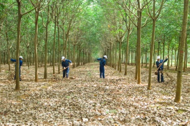 Trồng cây cao su